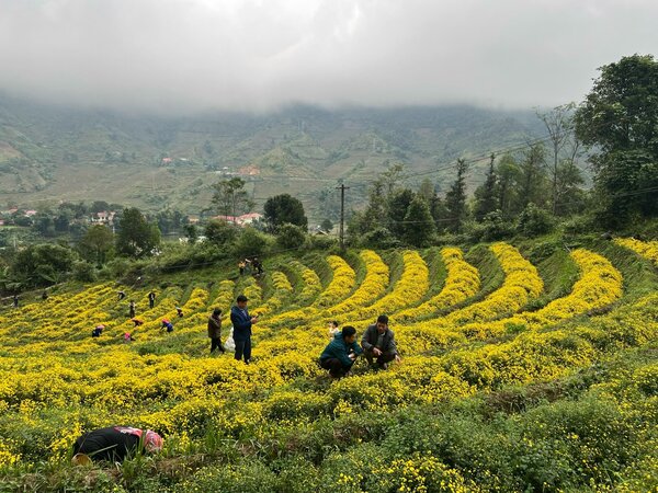 Vùng nguyên liệu trà Việt Anh